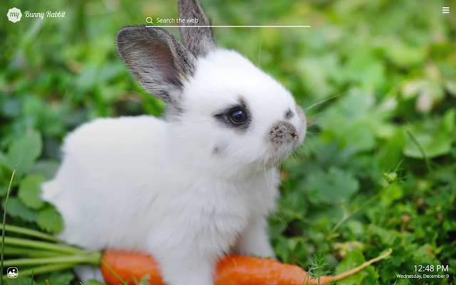 Detail Cute Wallpapers Bunny Nomer 51