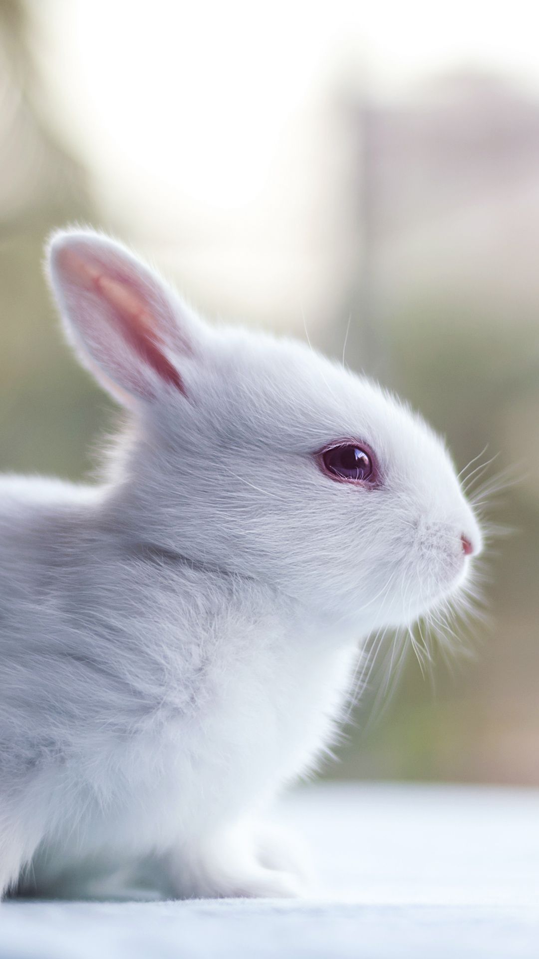 Detail Cute Wallpapers Bunny Nomer 8