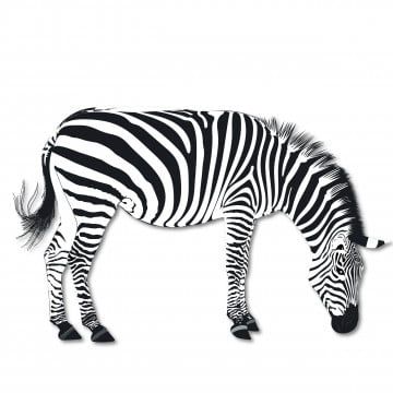 Detail Cute Zebra Clipart Black And White Nomer 43