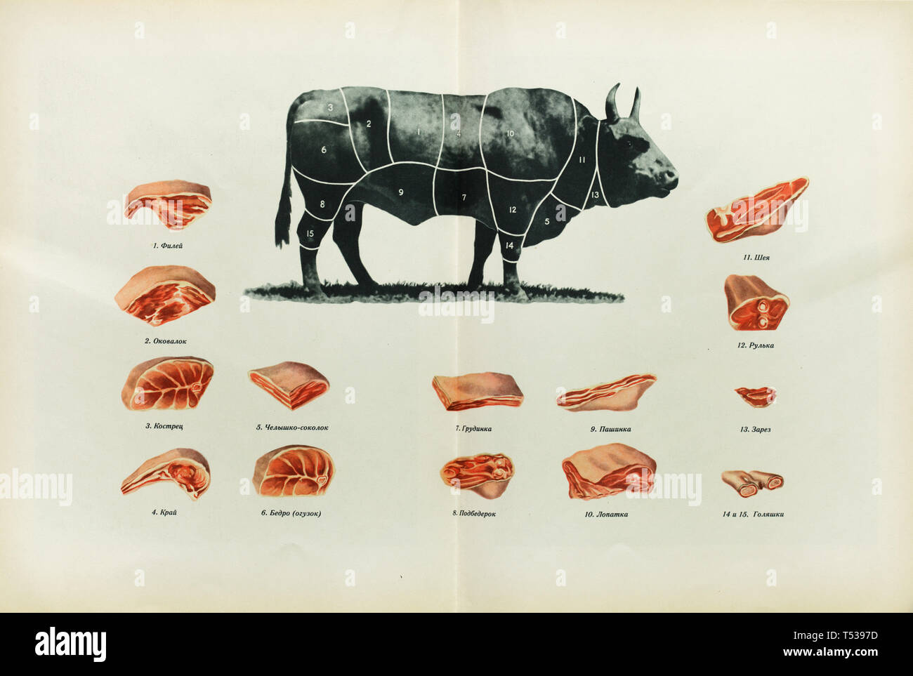 Detail Cuts Of Beef Images Nomer 52