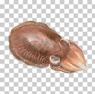 Detail Cuttlefish Png Nomer 13