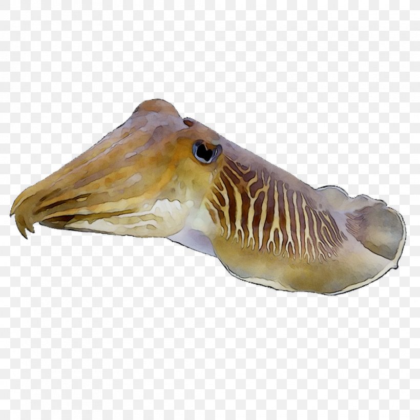 Detail Cuttlefish Png Nomer 14