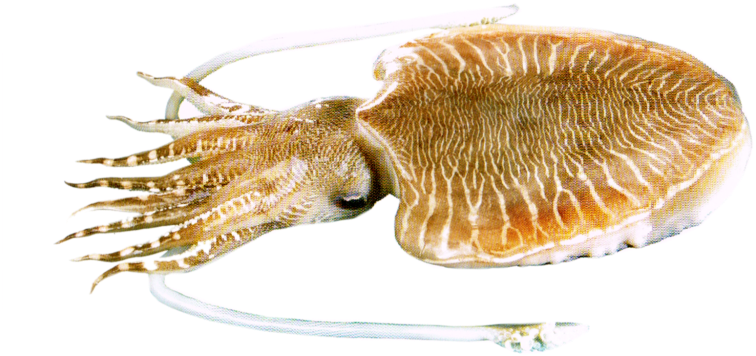 Detail Cuttlefish Png Nomer 17