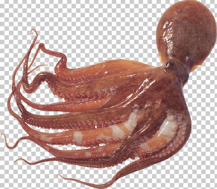 Detail Cuttlefish Png Nomer 33