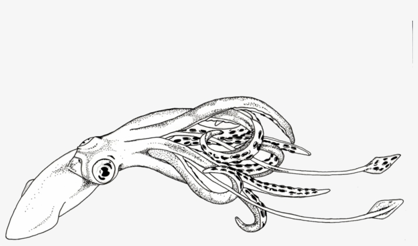 Detail Cuttlefish Png Nomer 43