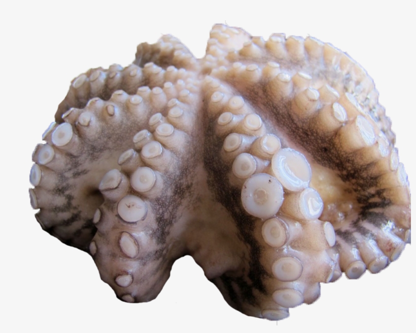 Detail Cuttlefish Png Nomer 46