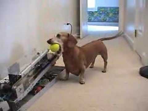 Detail Dachshund Ball Launcher Nomer 4