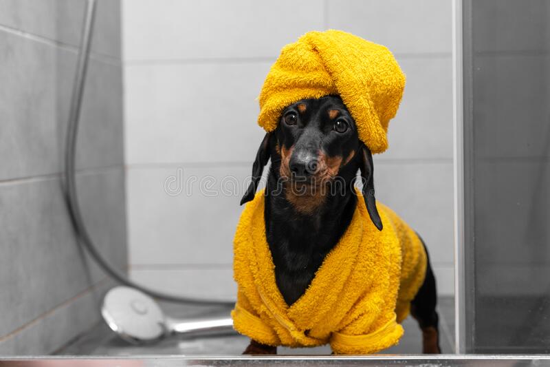 Detail Dachshund Bath Robe Nomer 12