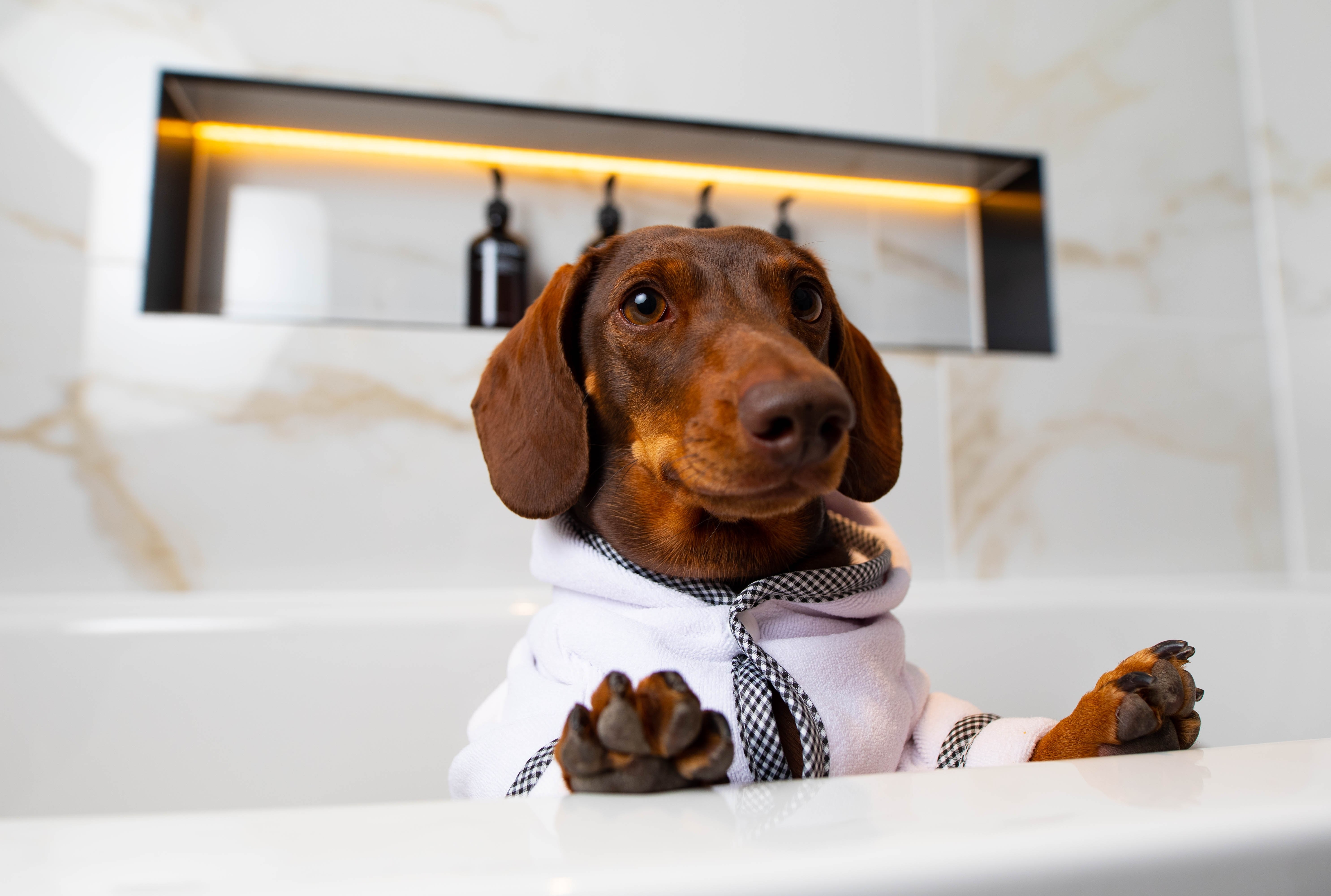 Detail Dachshund Bath Robe Nomer 25