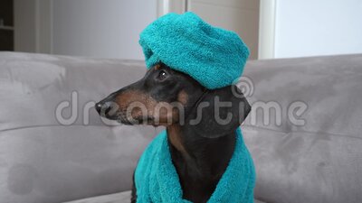 Detail Dachshund Bath Robe Nomer 44