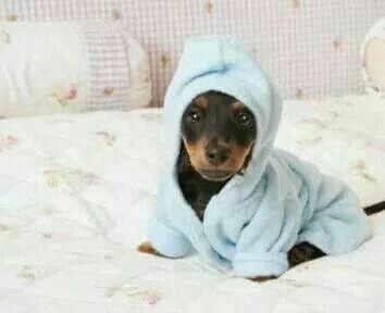 Detail Dachshund Bath Robe Nomer 7