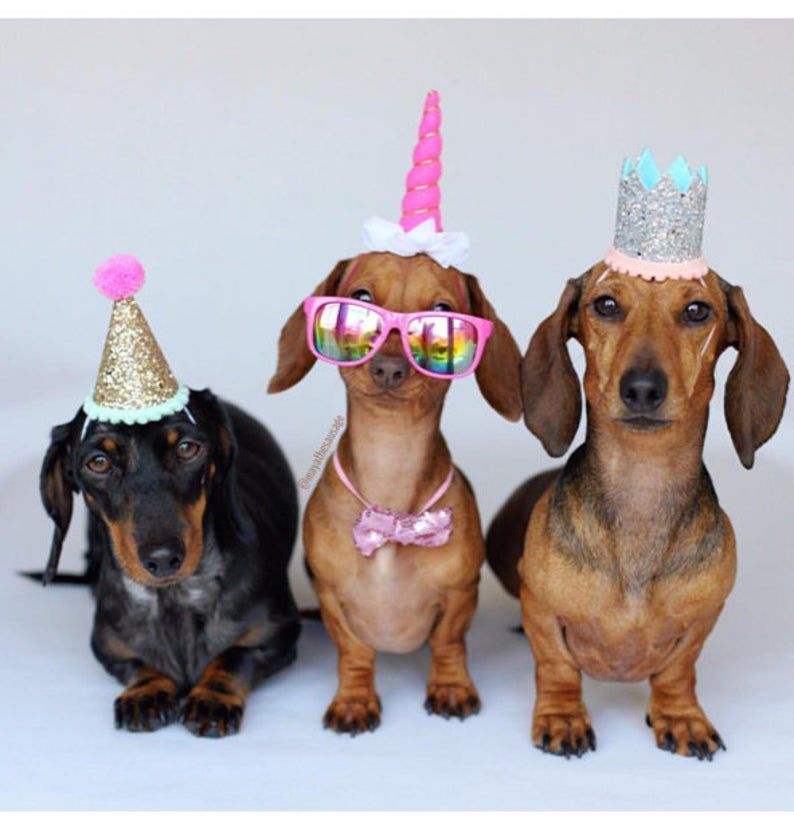 Detail Dachshund Birthday Images Nomer 3