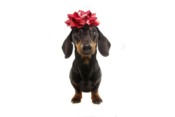 Detail Dachshund Birthday Images Nomer 48