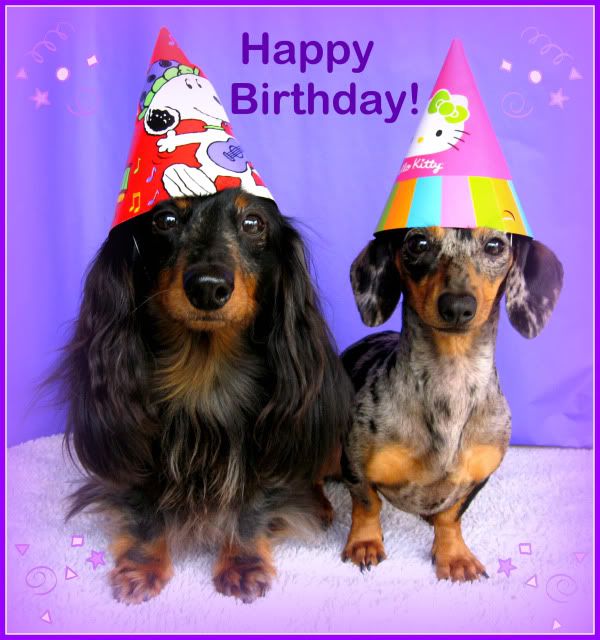 Detail Dachshund Birthday Images Nomer 54