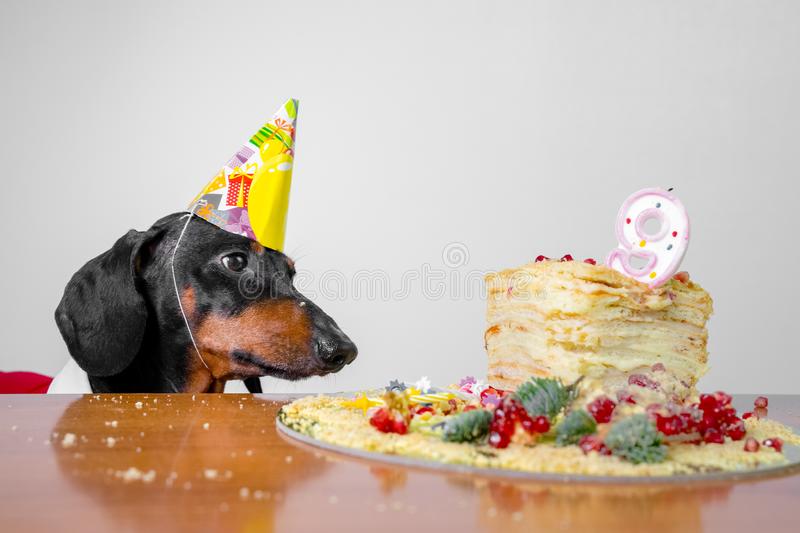 Detail Dachshund Birthday Images Nomer 7