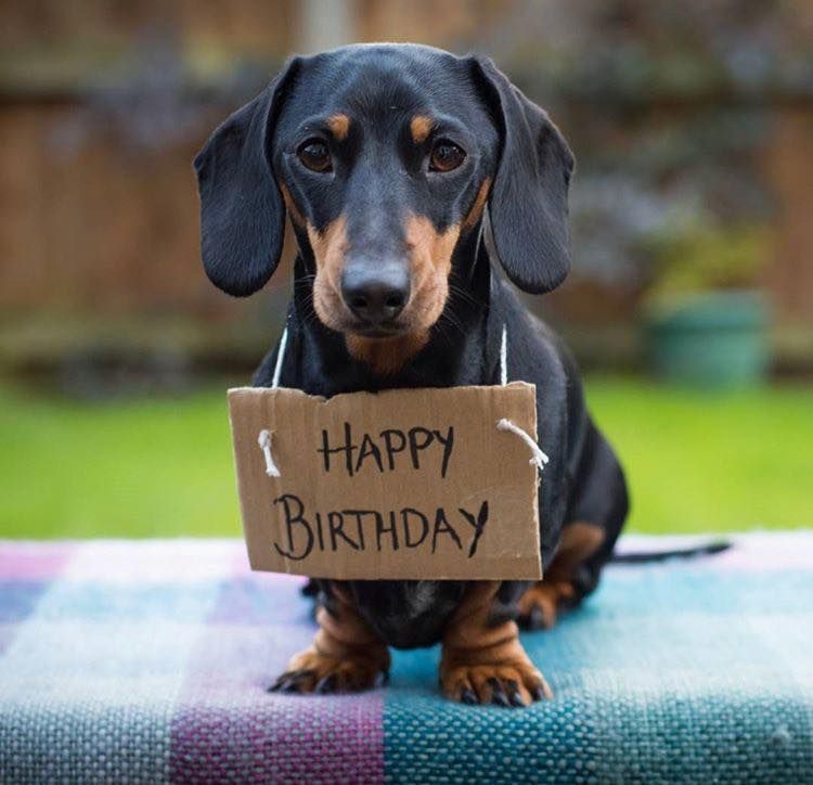 Detail Dachshund Birthday Meme Nomer 2