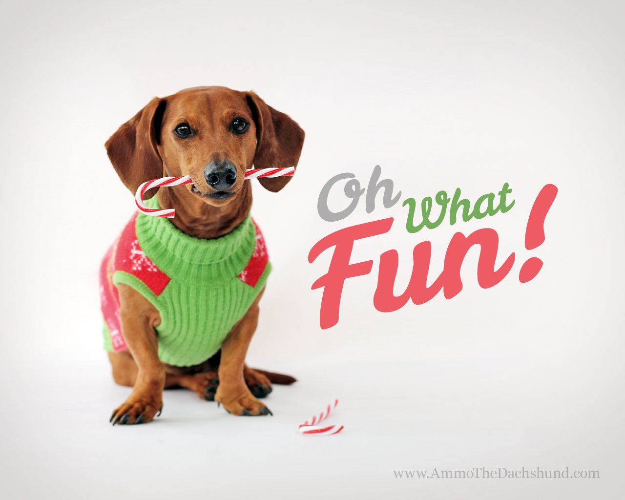 Detail Dachshund Christmas Wallpaper Nomer 2