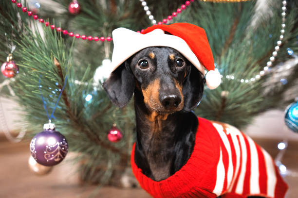 Detail Dachshund Christmas Wallpaper Nomer 10