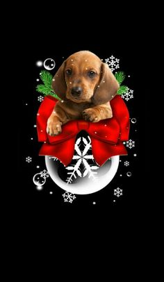 Detail Dachshund Christmas Wallpaper Nomer 15