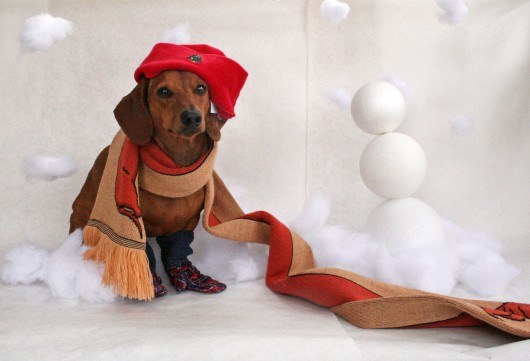 Detail Dachshund Christmas Wallpaper Nomer 16