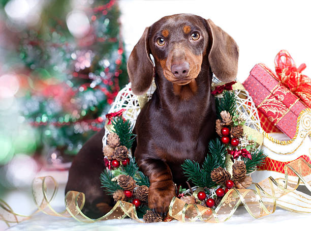 Detail Dachshund Christmas Wallpaper Nomer 17