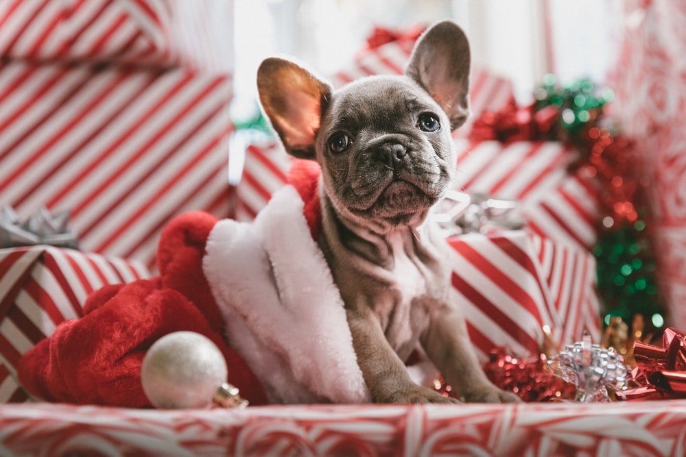 Detail Dachshund Christmas Wallpaper Nomer 18