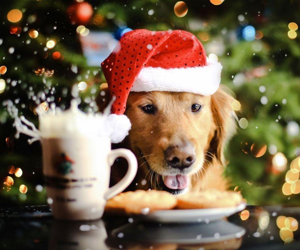 Detail Dachshund Christmas Wallpaper Nomer 19