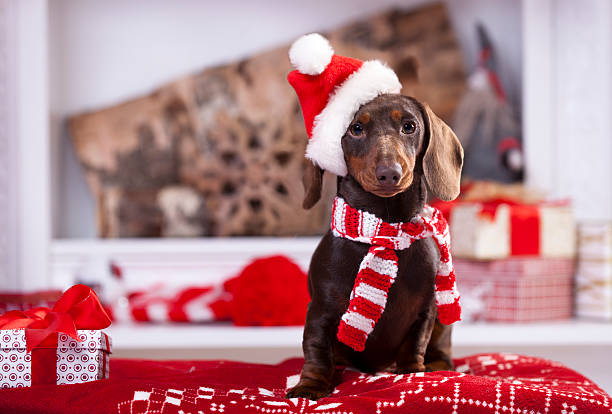 Detail Dachshund Christmas Wallpaper Nomer 3