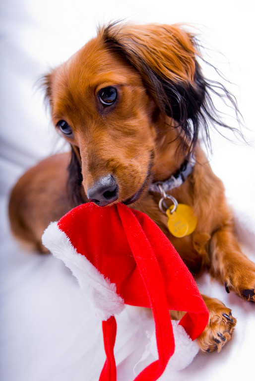 Detail Dachshund Christmas Wallpaper Nomer 20