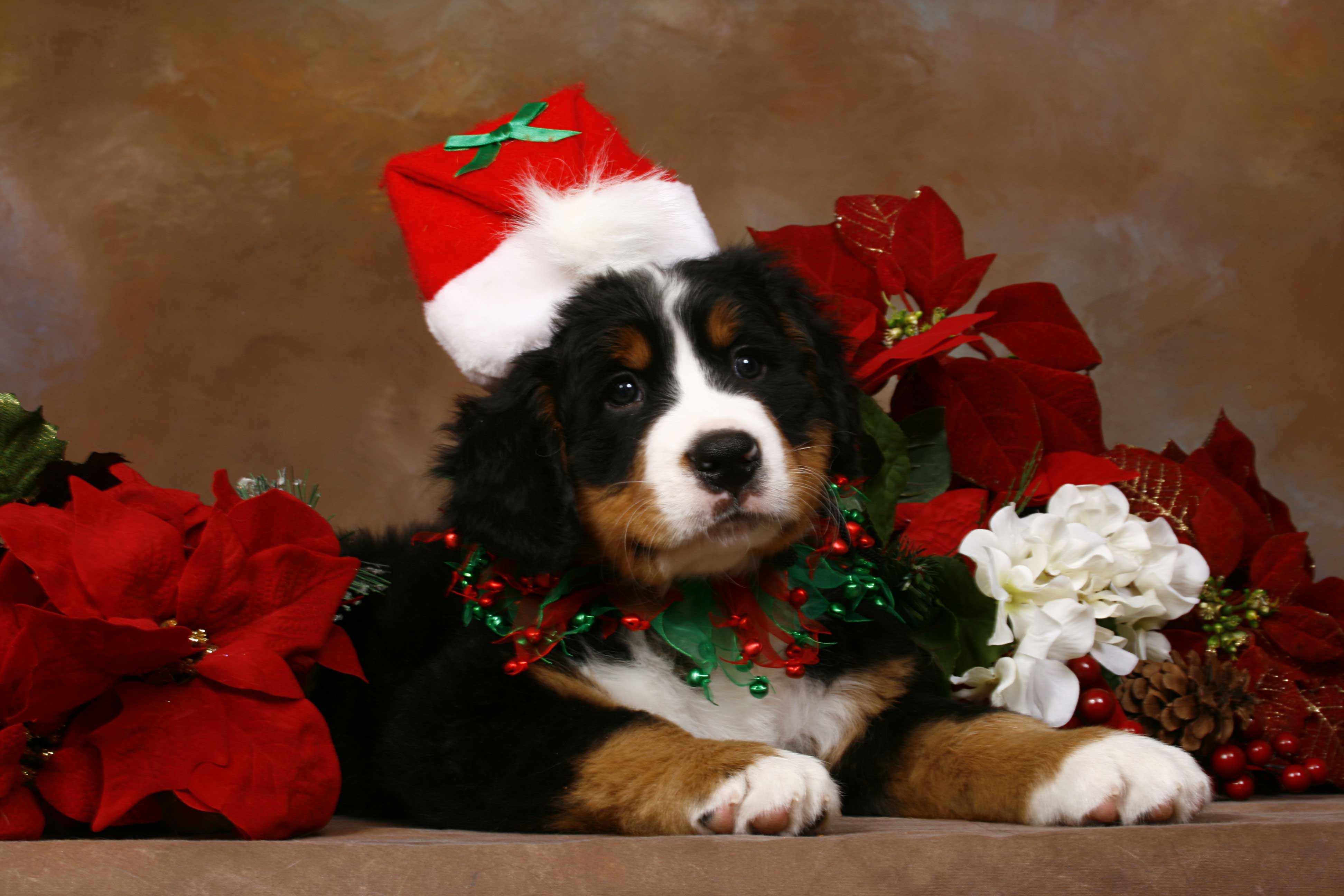 Detail Dachshund Christmas Wallpaper Nomer 23