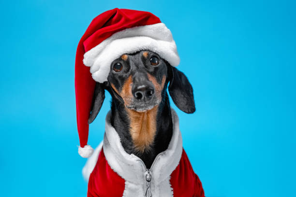 Detail Dachshund Christmas Wallpaper Nomer 4