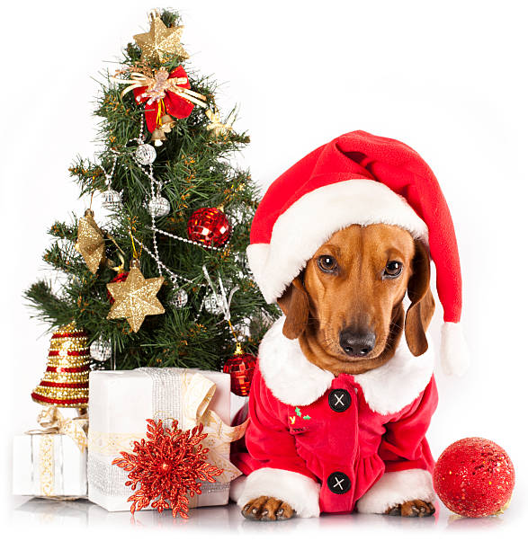Detail Dachshund Christmas Wallpaper Nomer 30