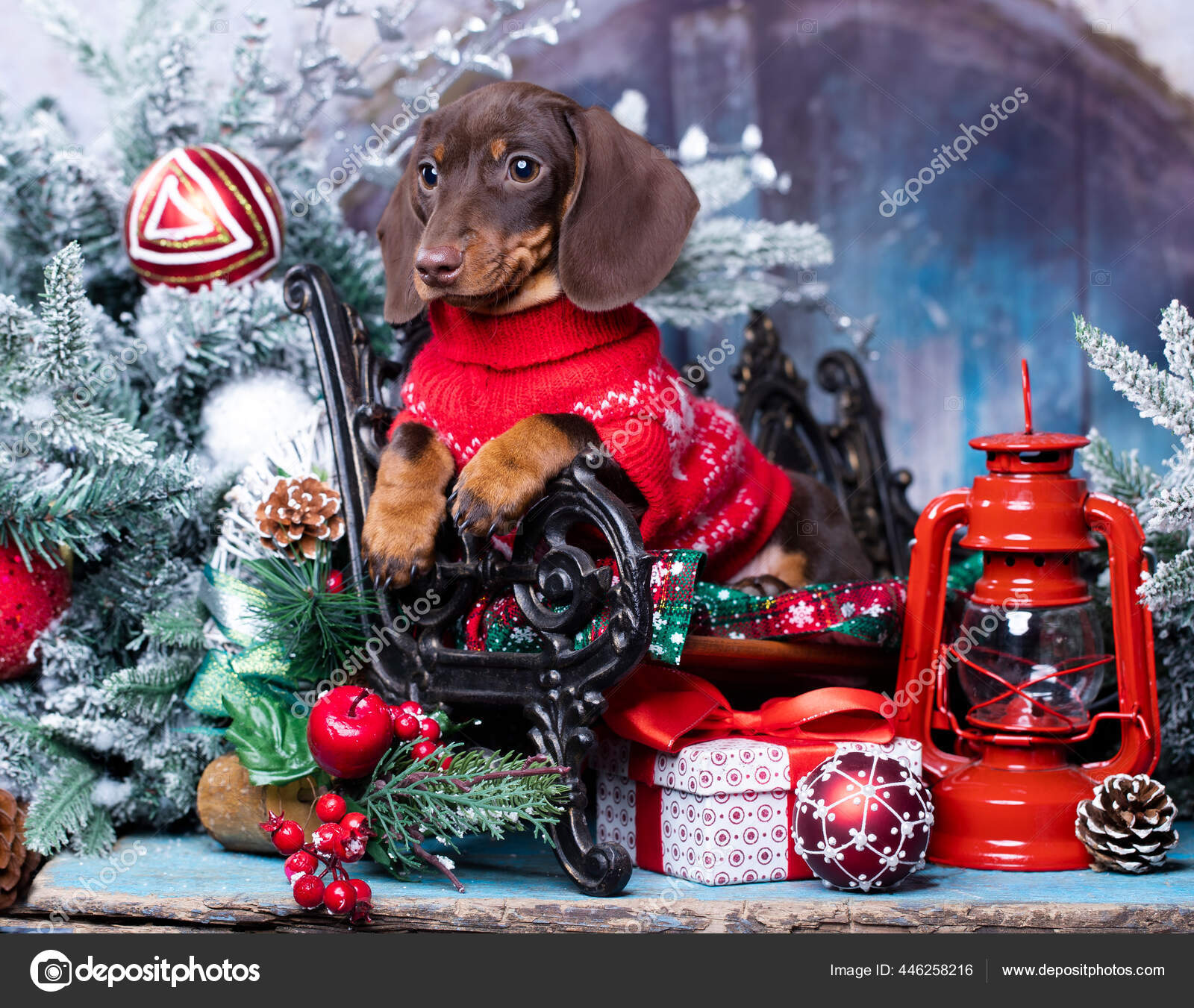 Detail Dachshund Christmas Wallpaper Nomer 31