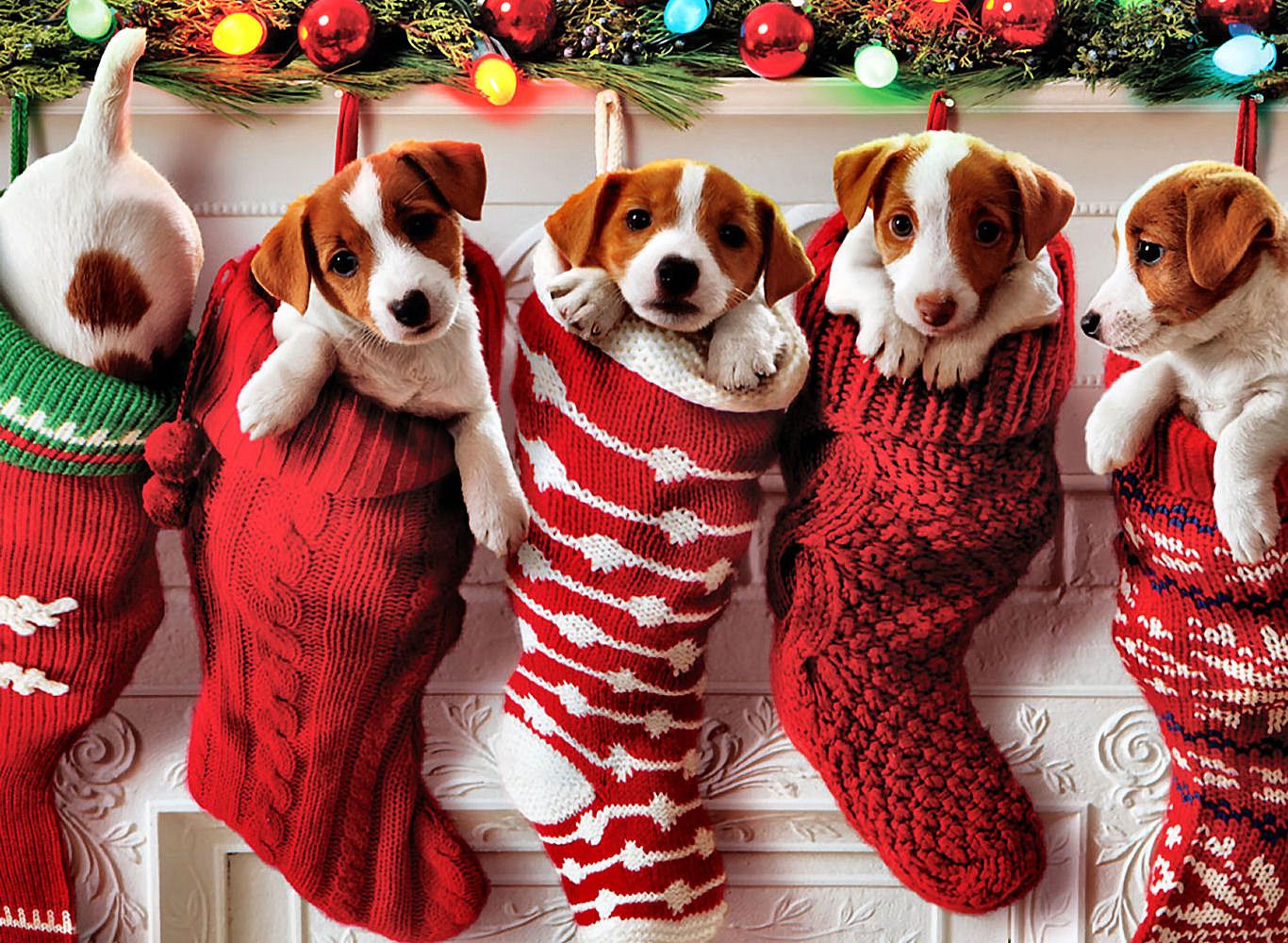 Detail Dachshund Christmas Wallpaper Nomer 33