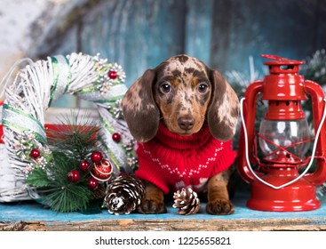 Detail Dachshund Christmas Wallpaper Nomer 34
