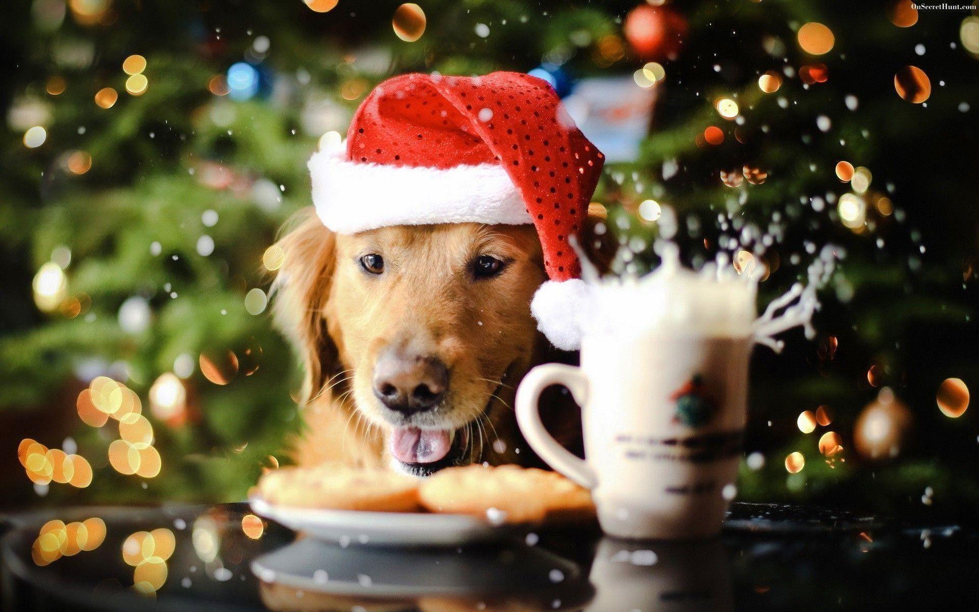 Detail Dachshund Christmas Wallpaper Nomer 35