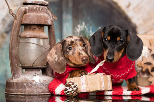 Detail Dachshund Christmas Wallpaper Nomer 37