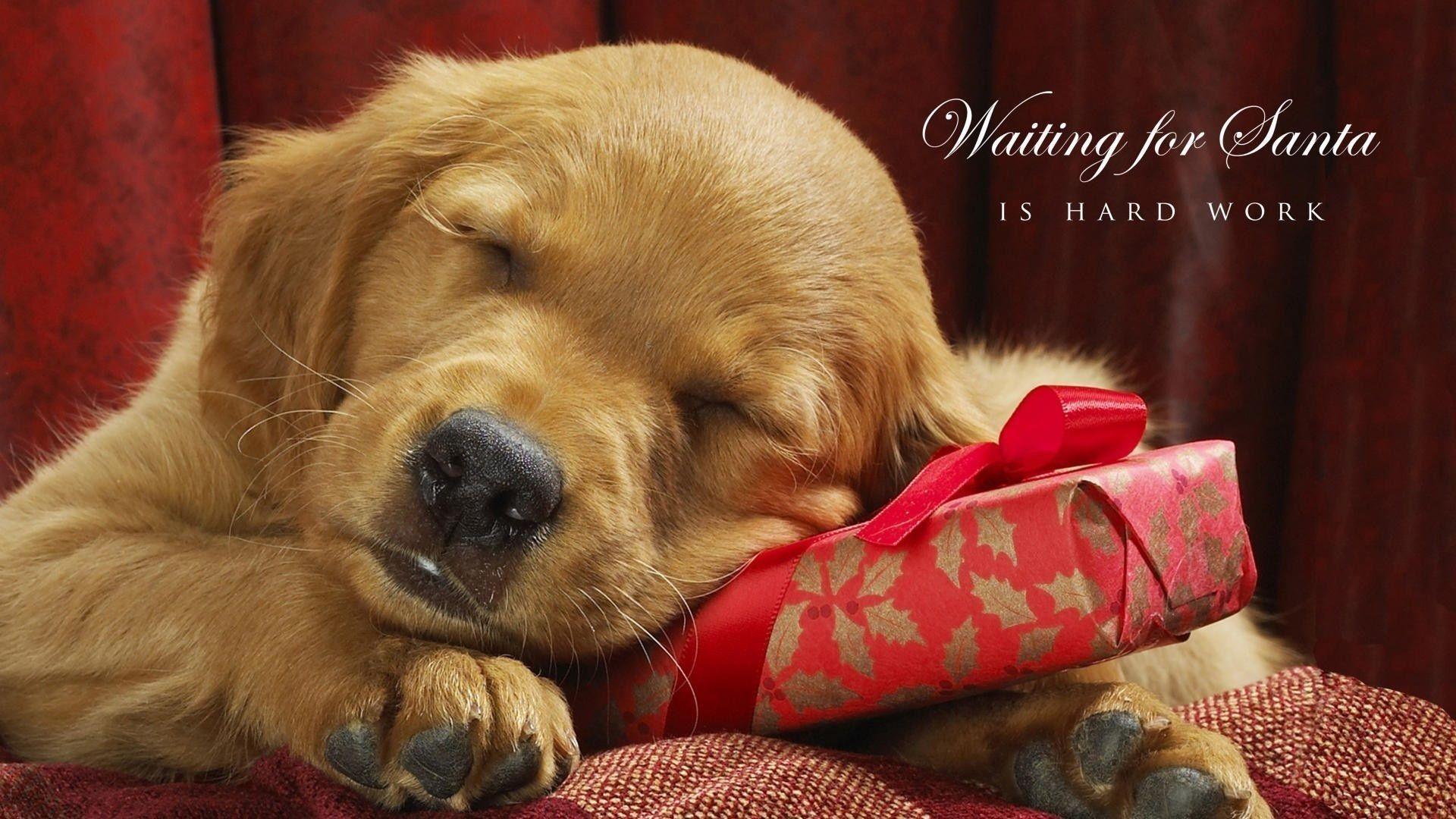 Detail Dachshund Christmas Wallpaper Nomer 38