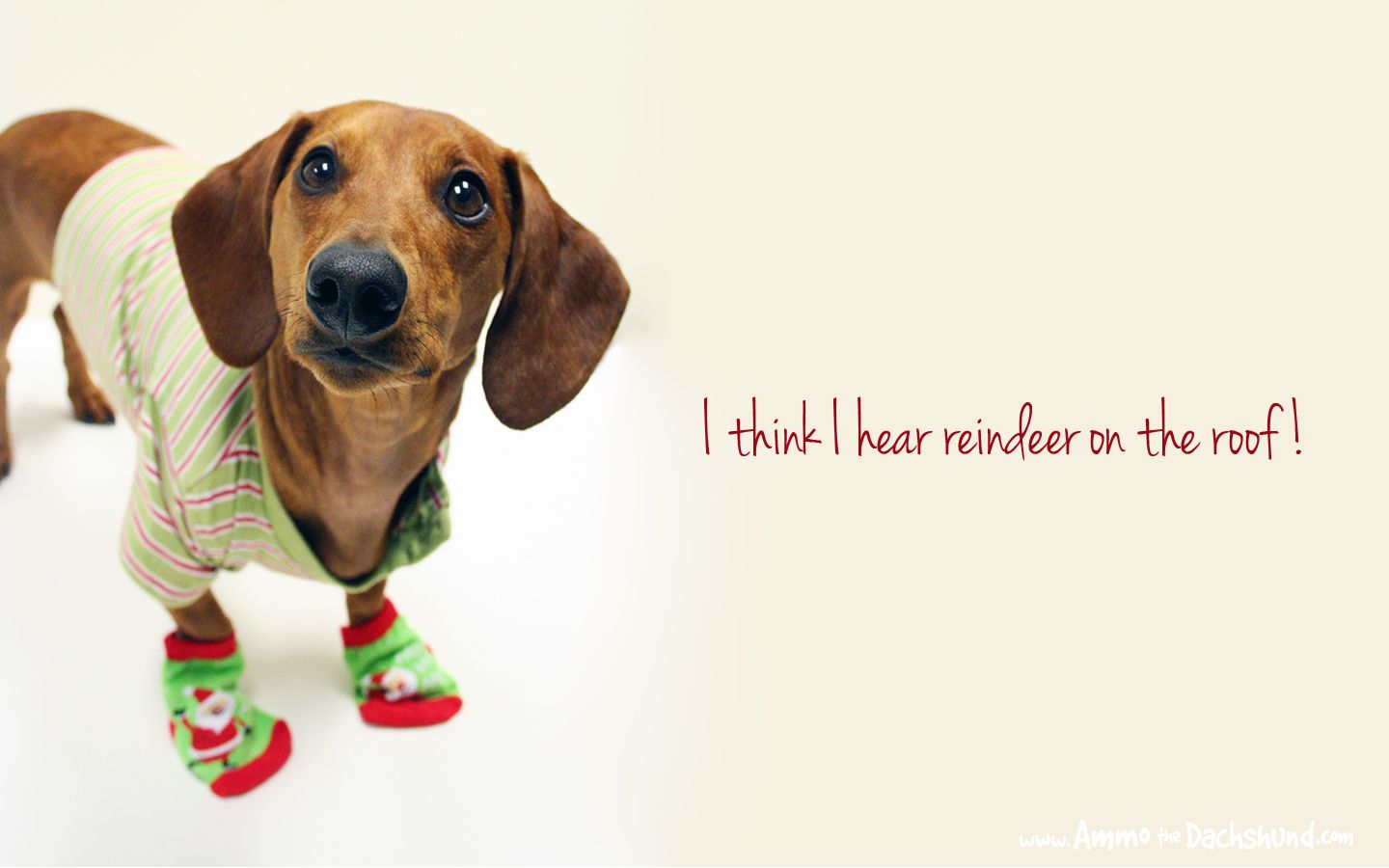Detail Dachshund Christmas Wallpaper Nomer 5
