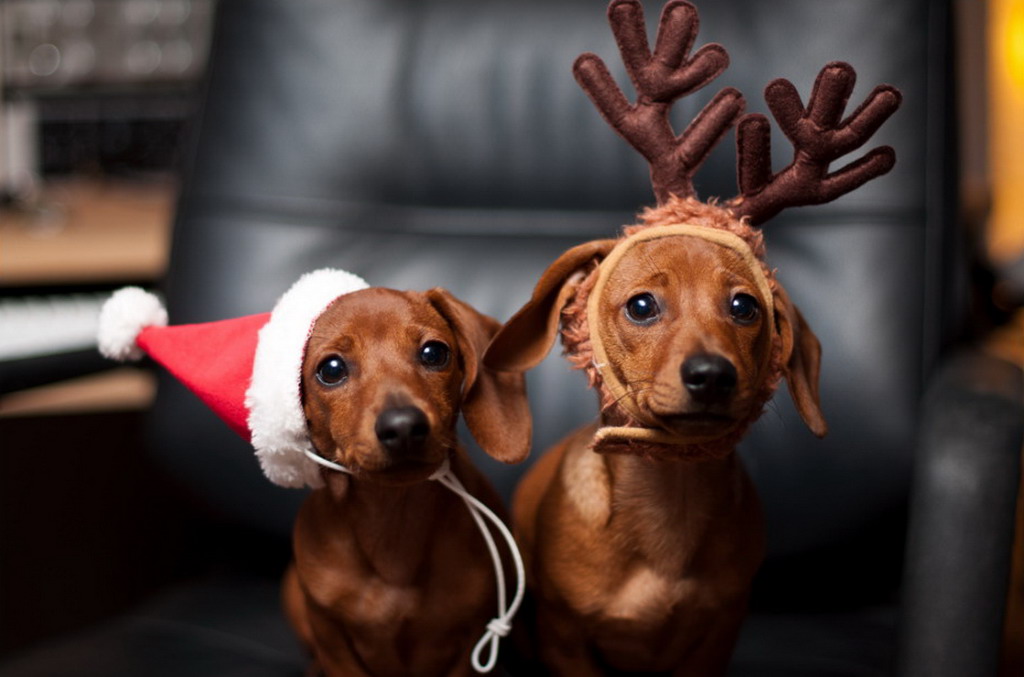 Detail Dachshund Christmas Wallpaper Nomer 39