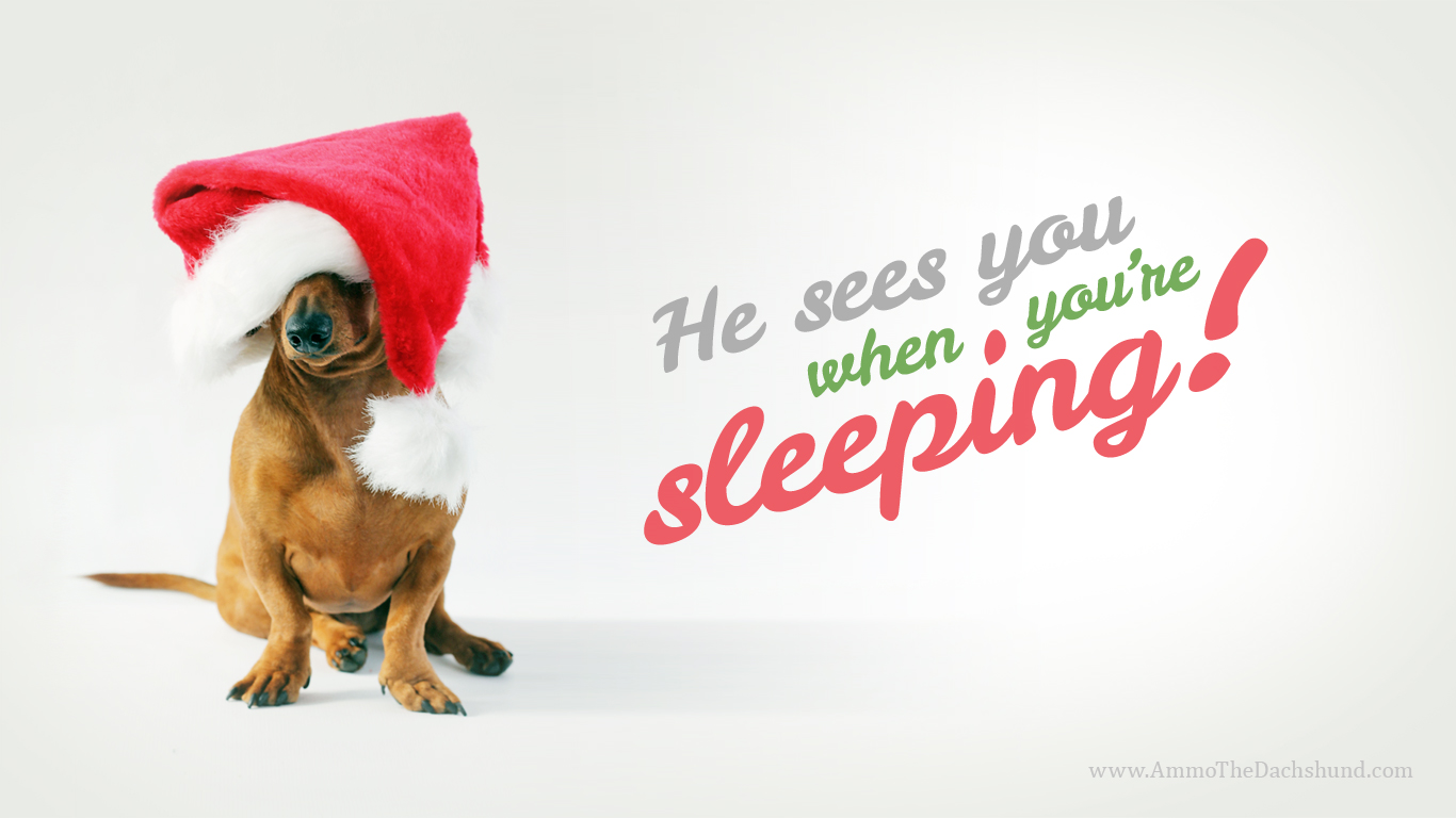 Detail Dachshund Christmas Wallpaper Nomer 41