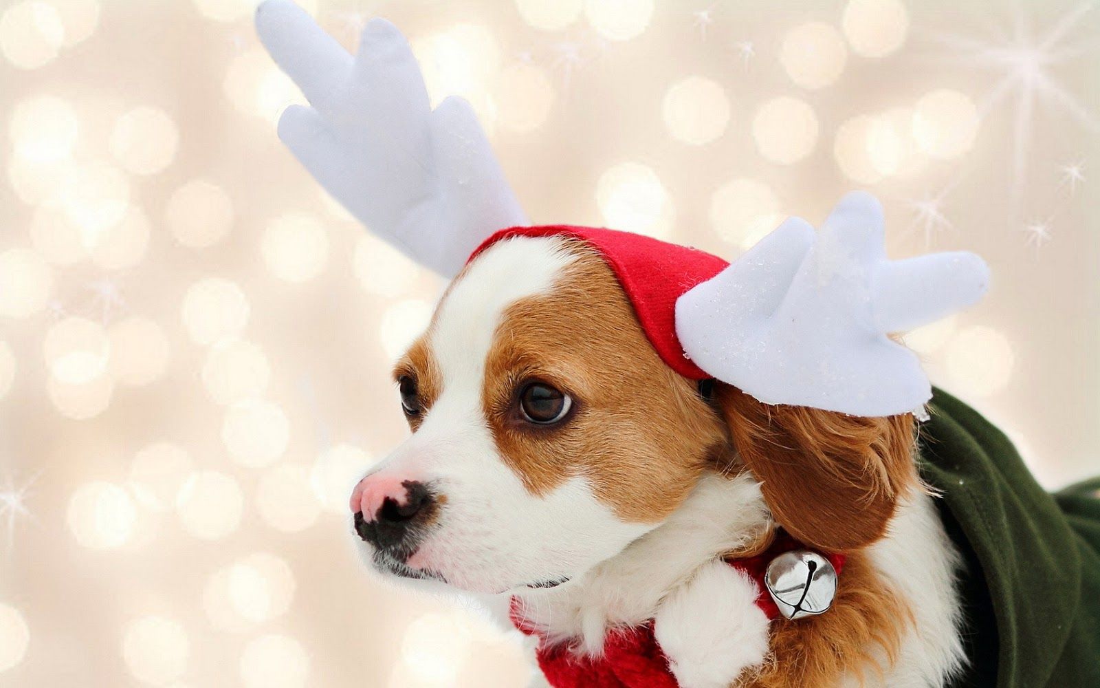 Detail Dachshund Christmas Wallpaper Nomer 43
