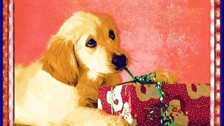Detail Dachshund Christmas Wallpaper Nomer 44