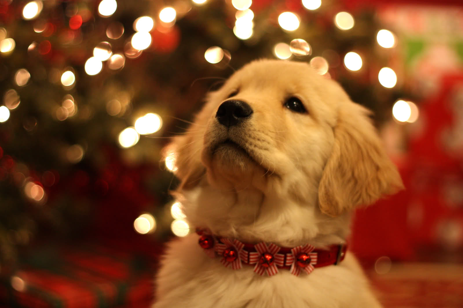 Detail Dachshund Christmas Wallpaper Nomer 45