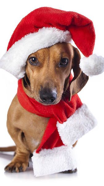 Detail Dachshund Christmas Wallpaper Nomer 46