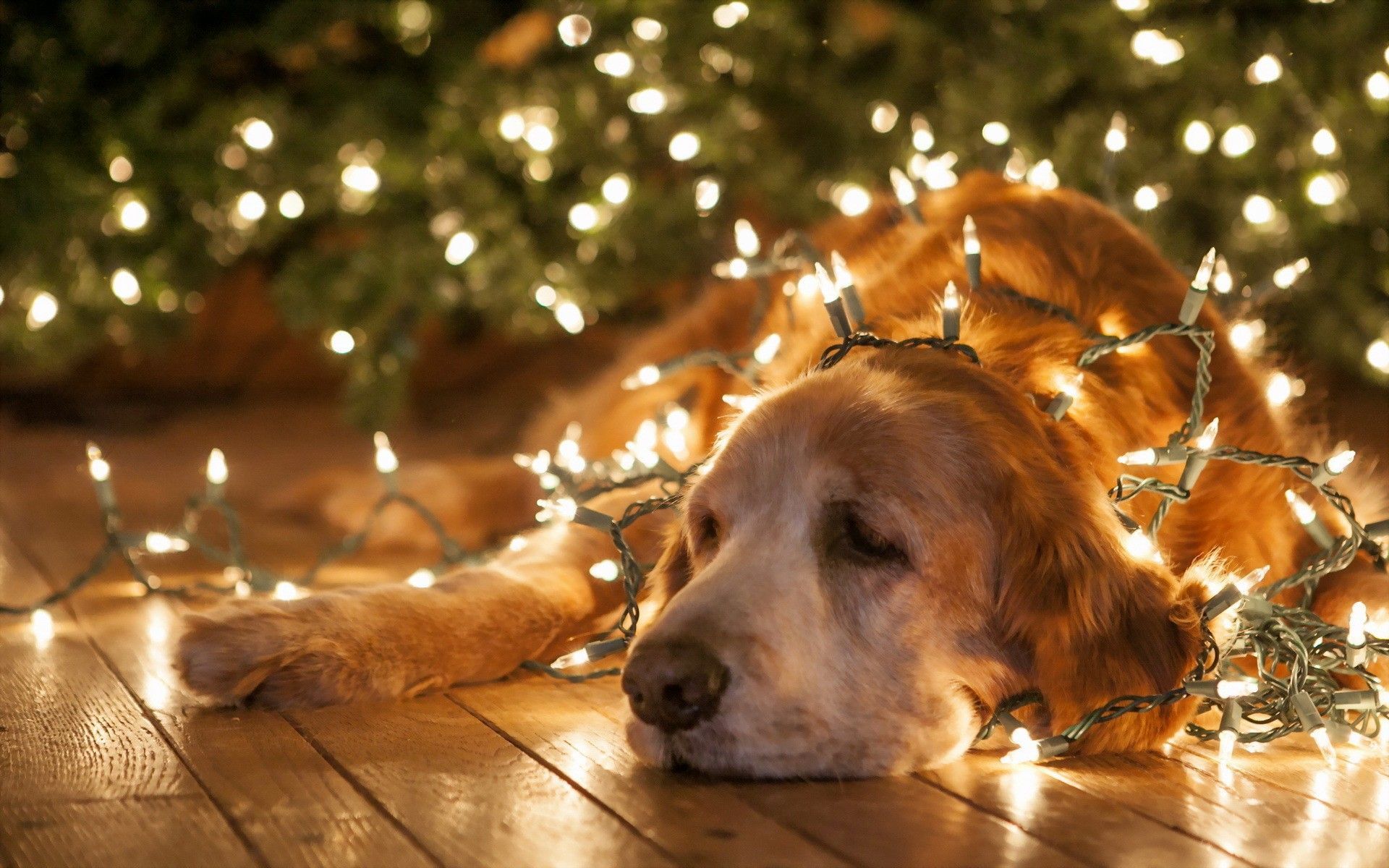 Detail Dachshund Christmas Wallpaper Nomer 49