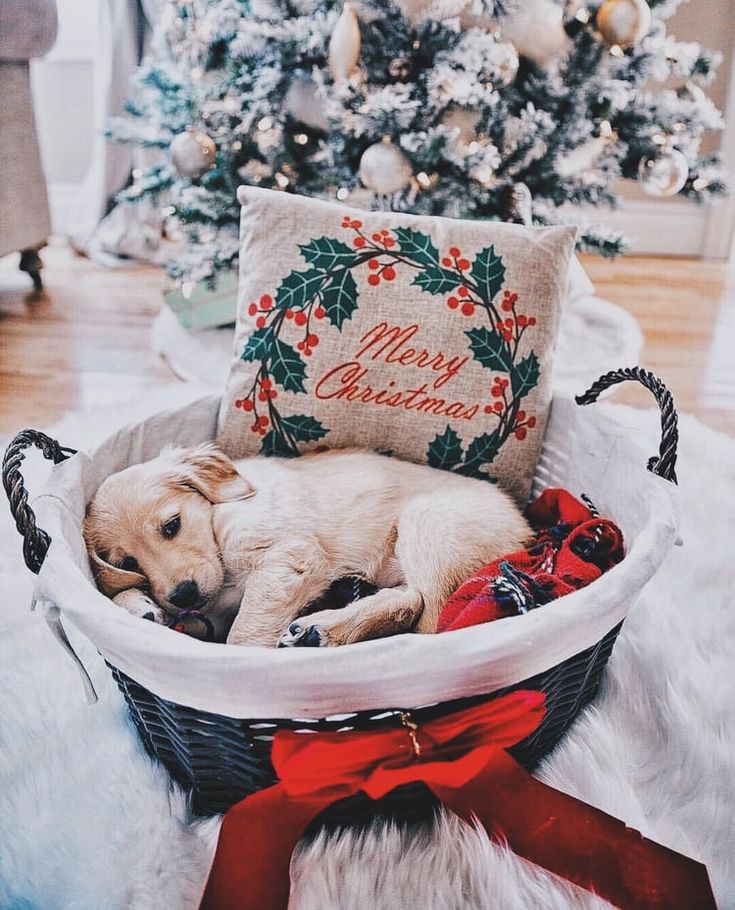 Detail Dachshund Christmas Wallpaper Nomer 50