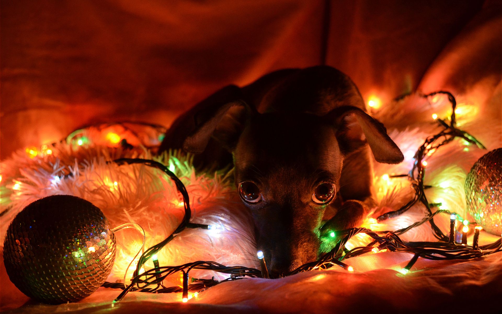 Detail Dachshund Christmas Wallpaper Nomer 51