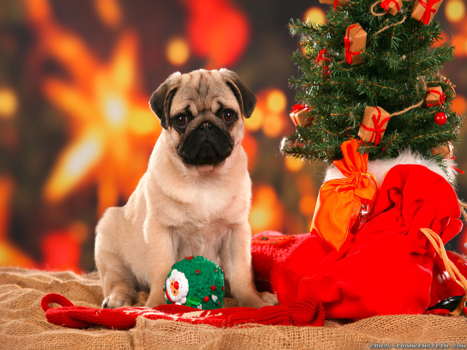Detail Dachshund Christmas Wallpaper Nomer 53