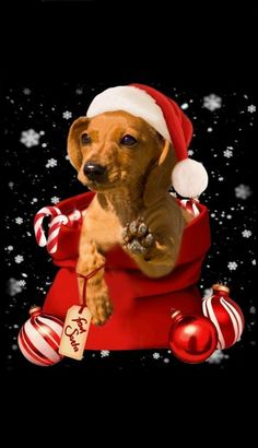 Detail Dachshund Christmas Wallpaper Nomer 54